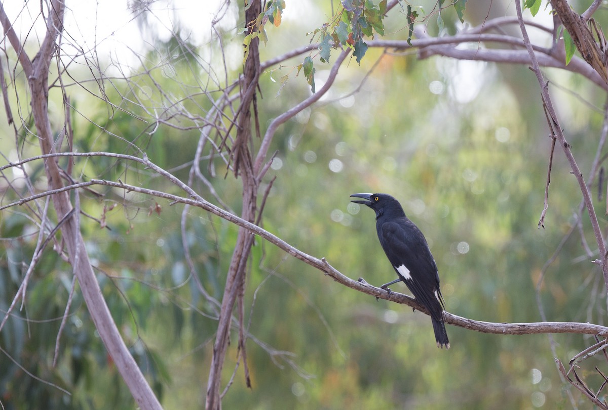 Пегий куравонг - ML175408821