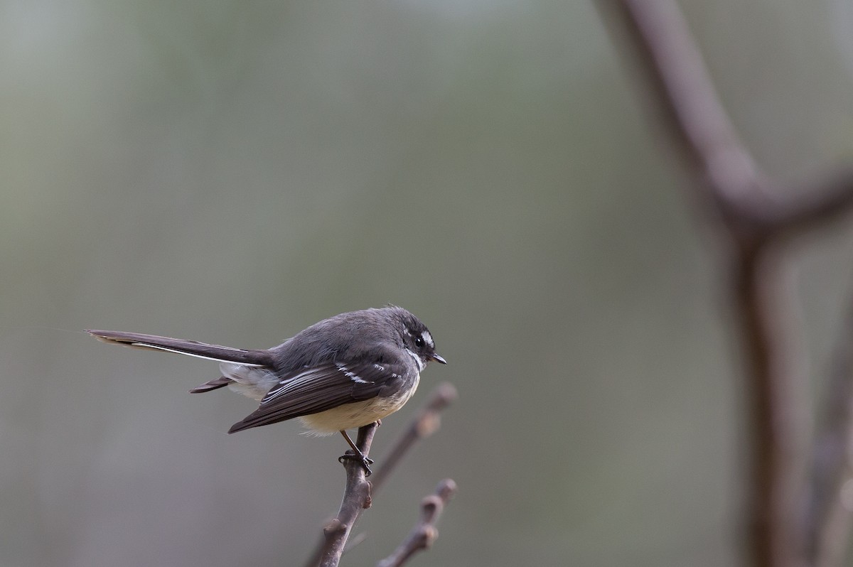Серая веерохвостка - ML175408831