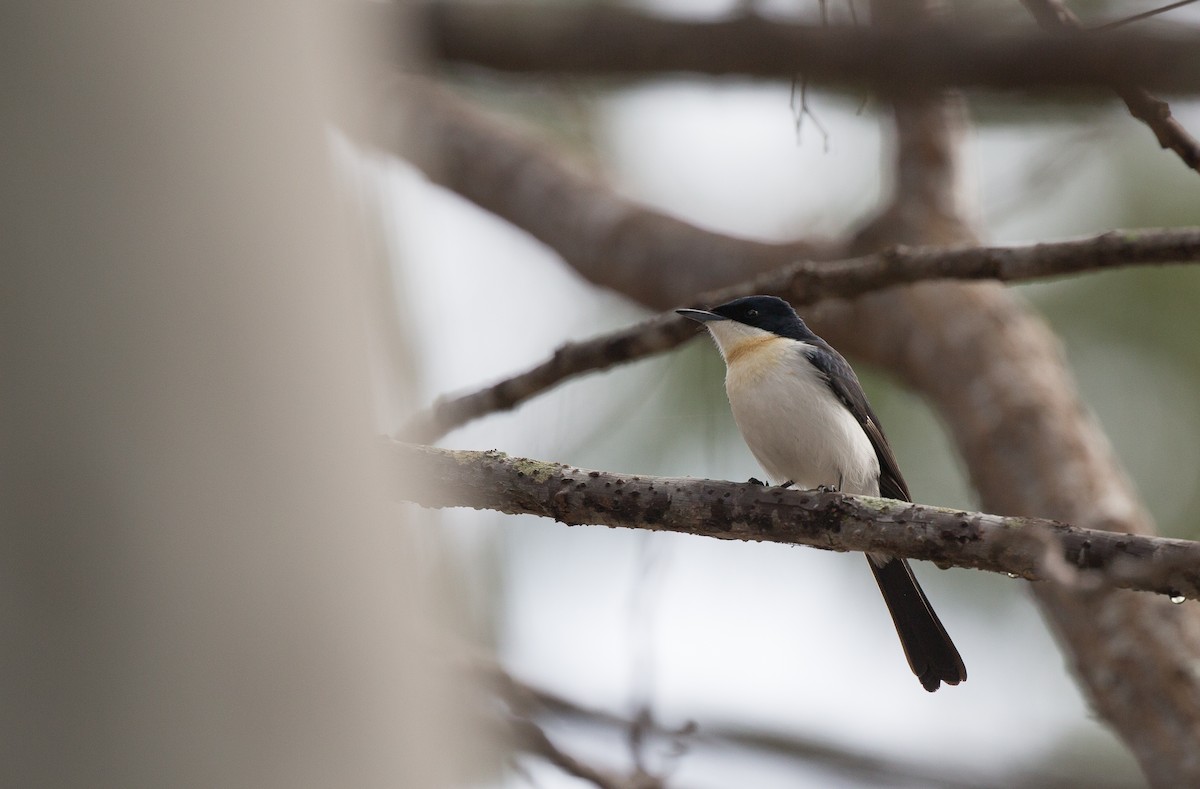 Белогрудая миагра - ML175408861