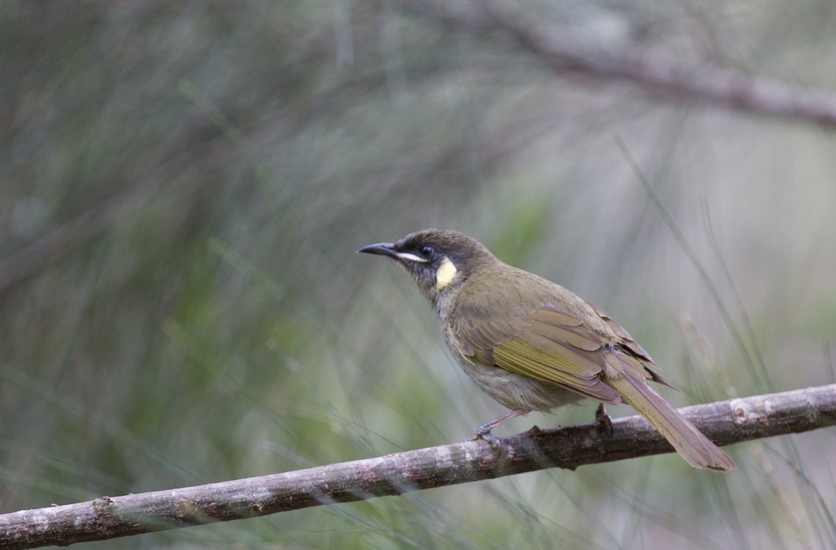 Золотоухий медосос - ML175408881