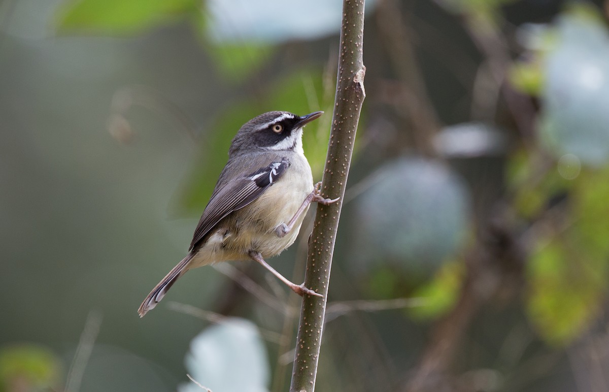 Белобровая кустовка - ML175408921