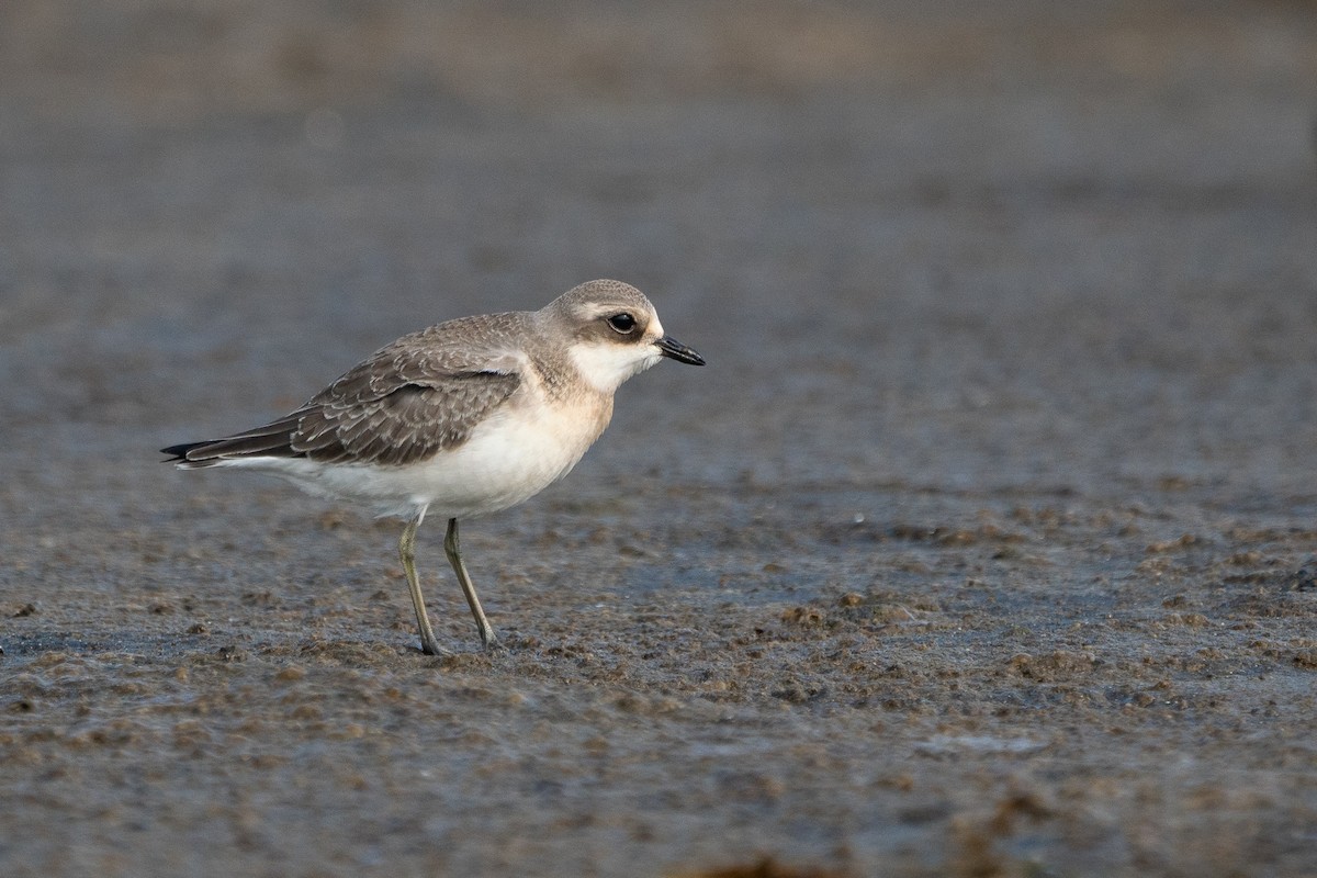 Siberian Sand-Plover - ML175409081