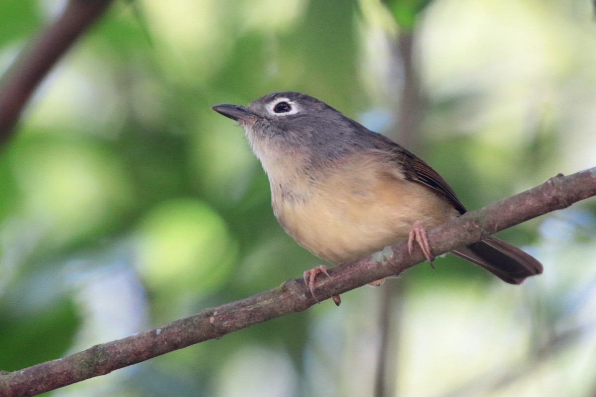 Morrison's Fulvetta - ML175409131