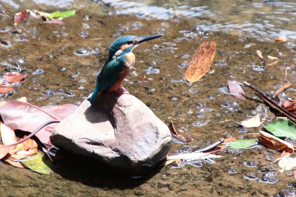 Common Kingfisher - ML175409141