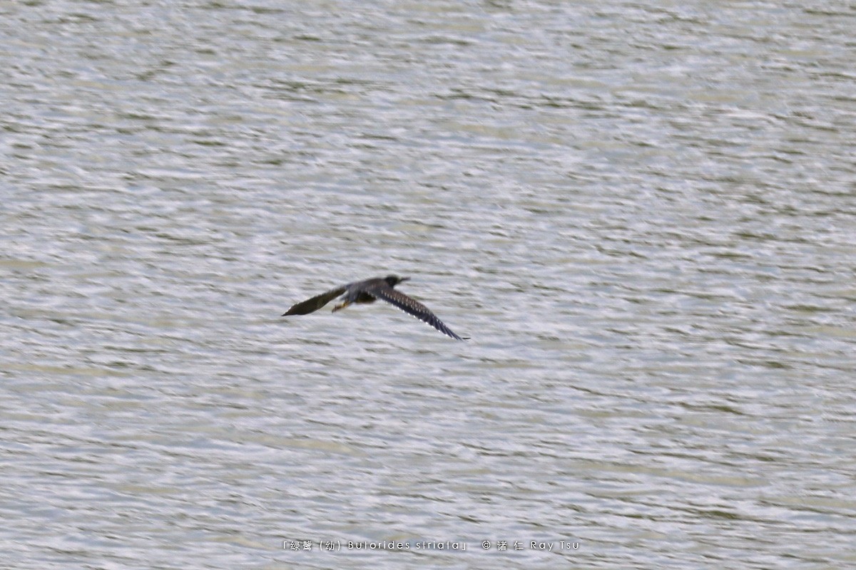 Striated Heron - ML175409731