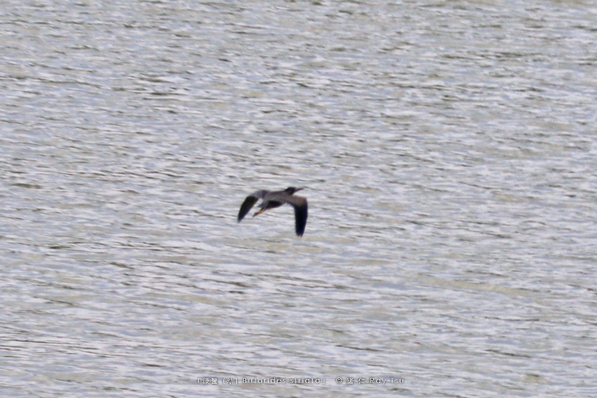 Striated Heron - ML175409781