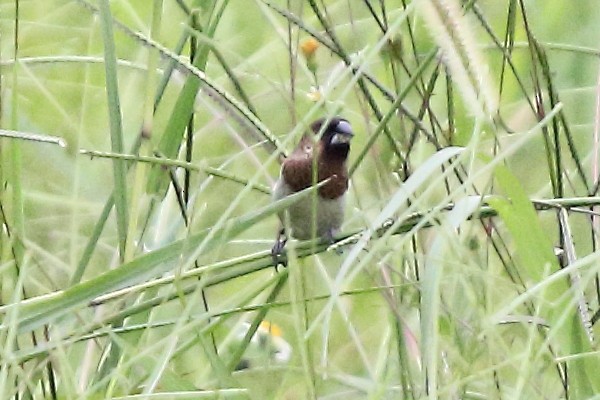 White-rumped Munia - ML175409791