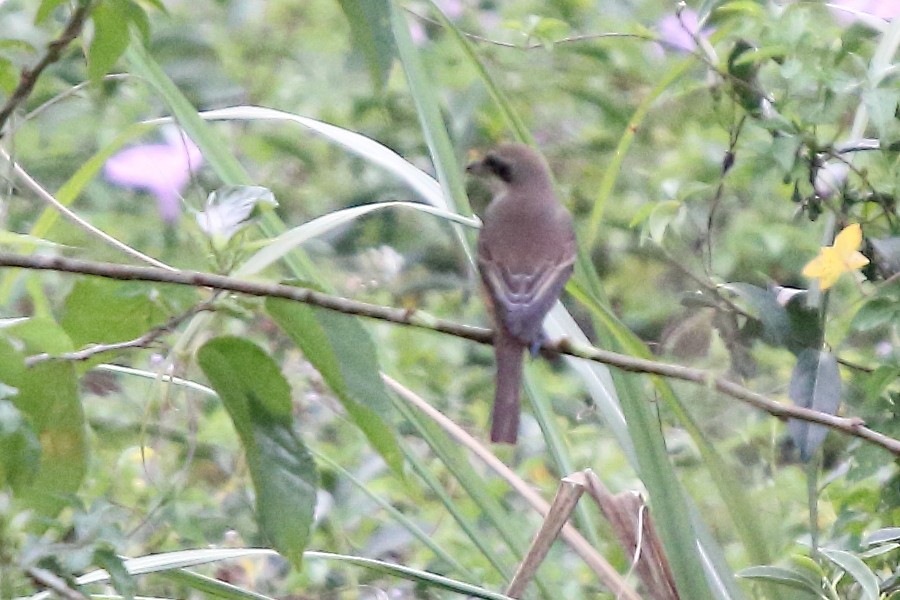 Pie-grièche brune - ML175409851