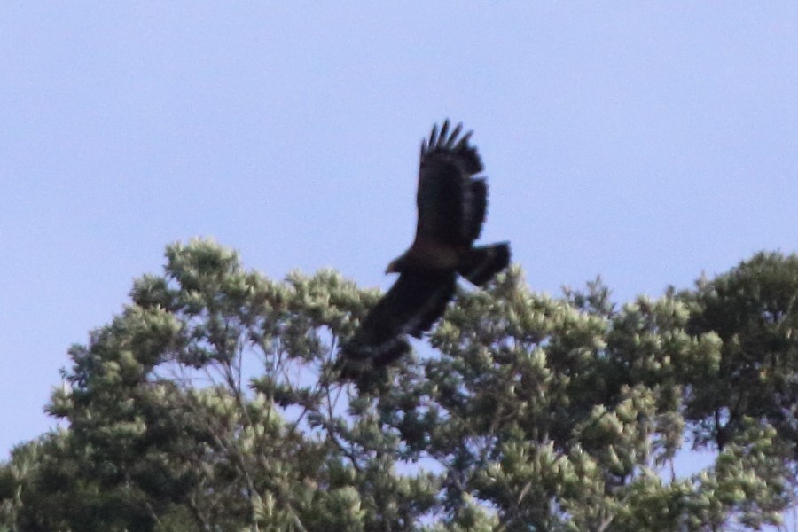 Crested Serpent-Eagle - ML175410031