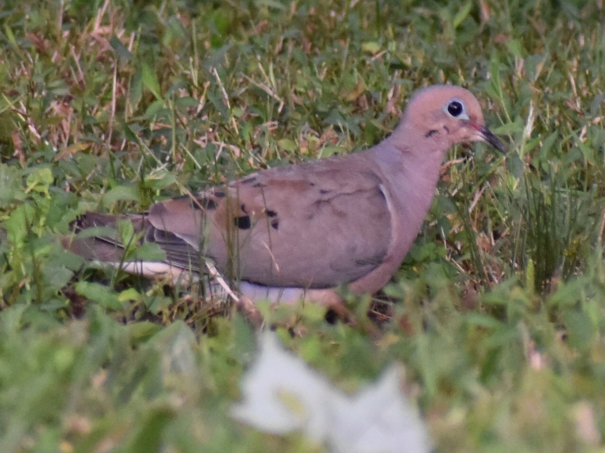 Mourning Dove - ML175414721