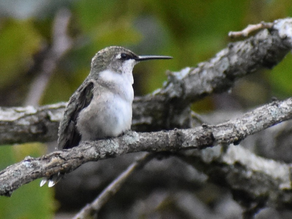 Ruby-throated Hummingbird - Kathy Mcallister