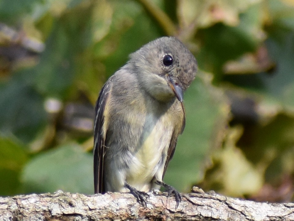 Eastern Wood-Pewee - ML175414791