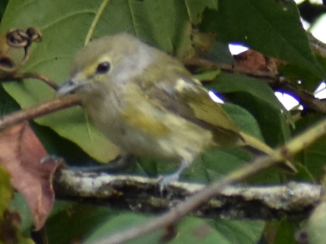 White-eyed Vireo - Kathy Mcallister