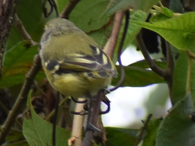 White-eyed Vireo - Kathy Mcallister