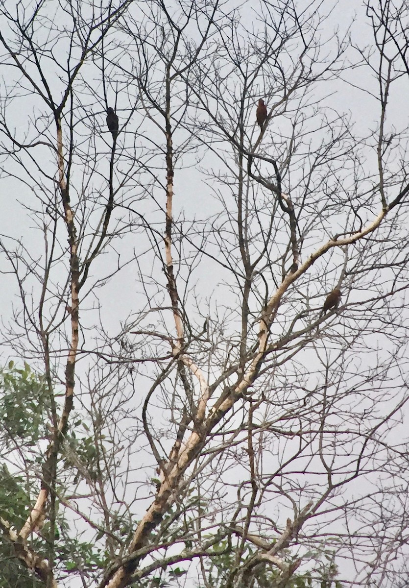 Rufous Woodpecker - ML175415431