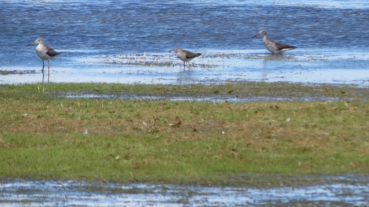 Lesser Yellowlegs - Richard A Rusnak