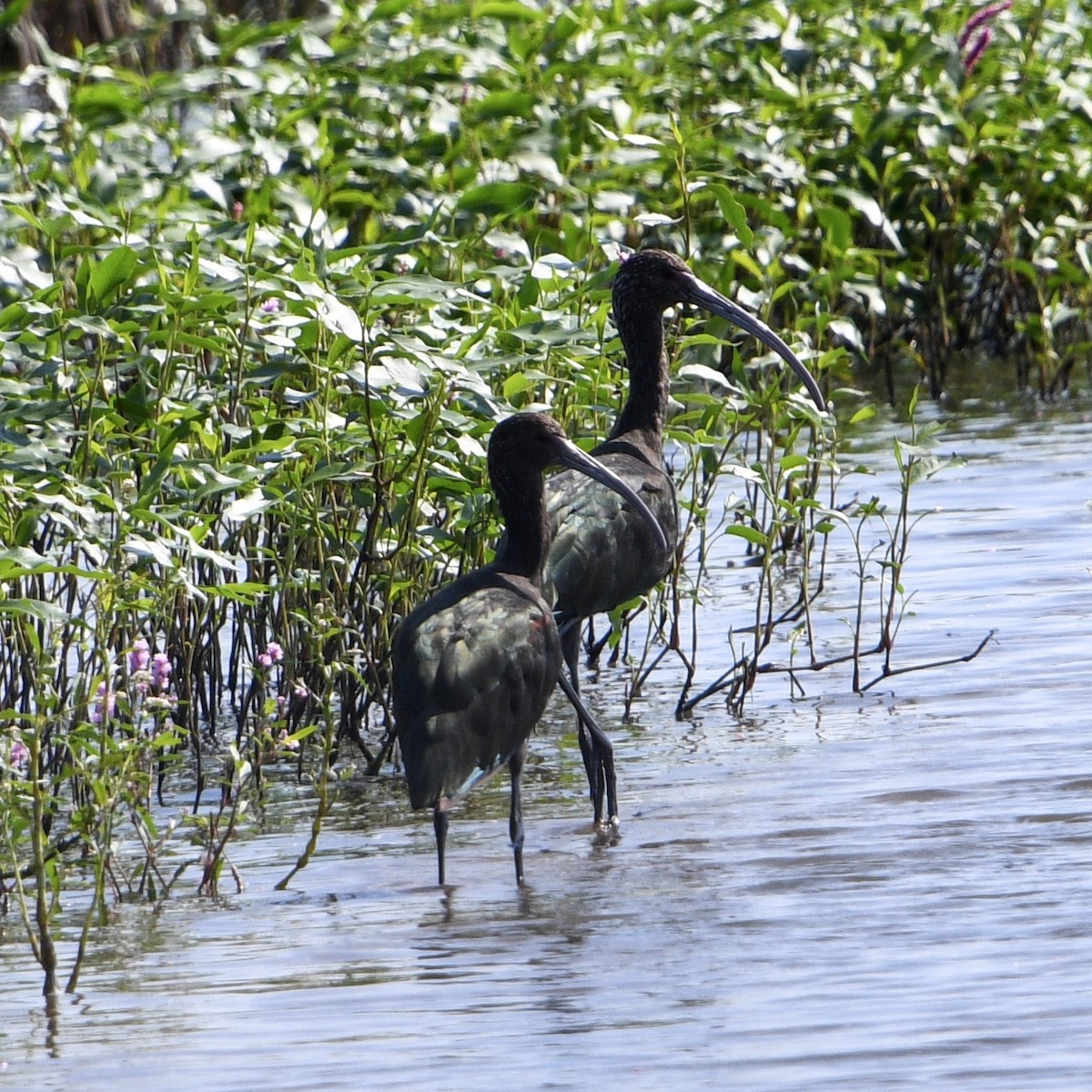 White-faced Ibis - ML175416741