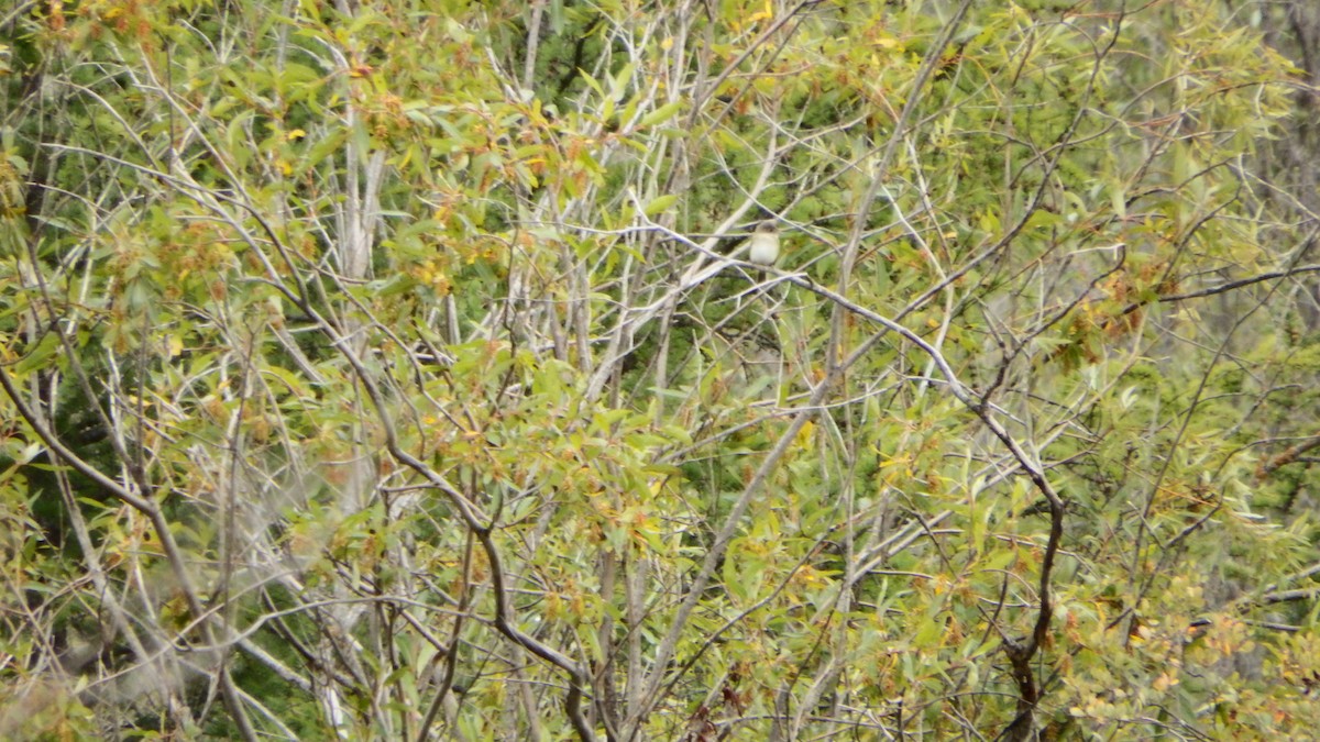 Alder Flycatcher - ML175417041