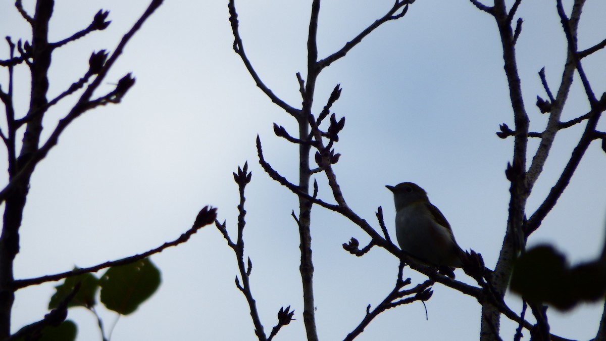 Chestnut-sided Warbler - ML175417161
