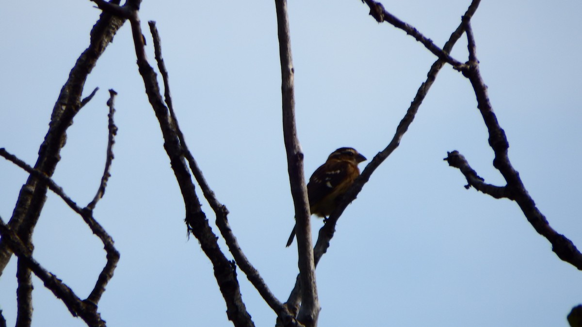 Rose-breasted Grosbeak - ML175417191