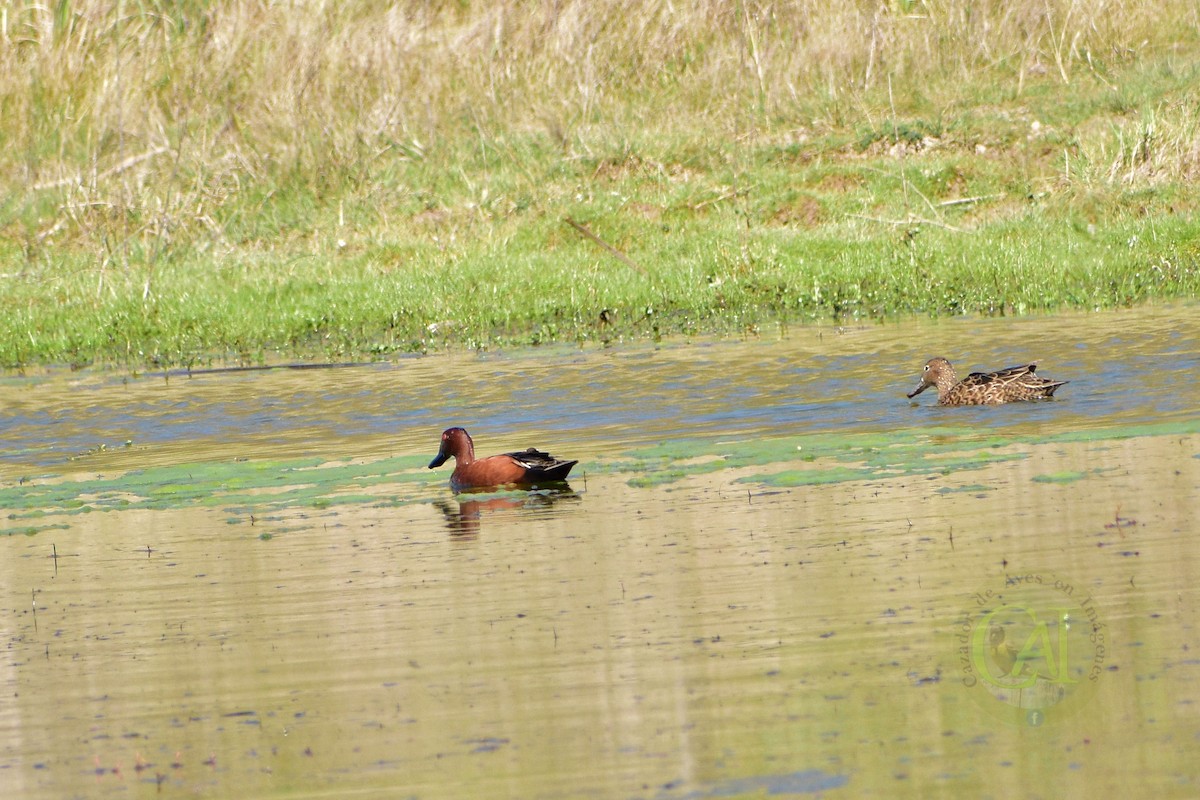 Cinnamon Teal - ML175418261