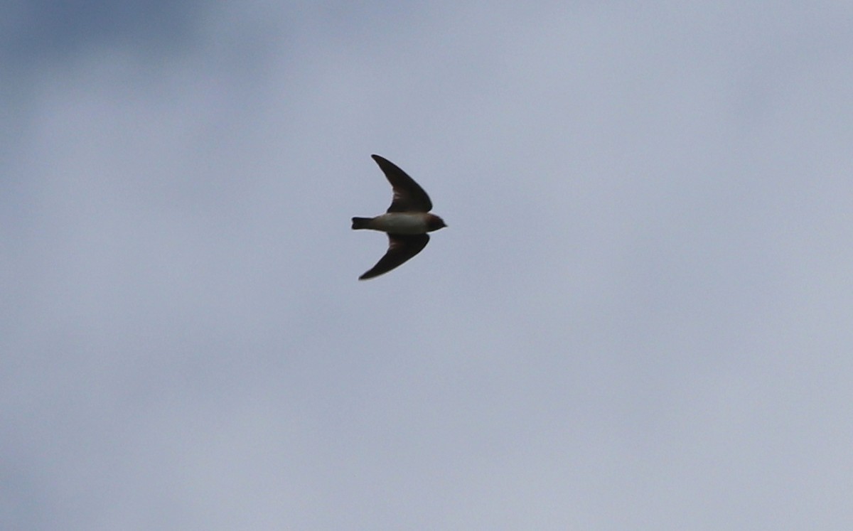 Northern Rough-winged Swallow - ML175419671