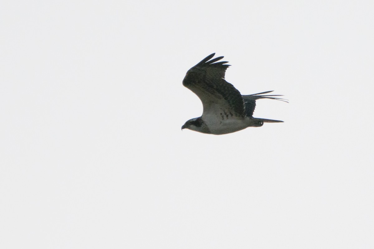 Águila Pescadora - ML175419881