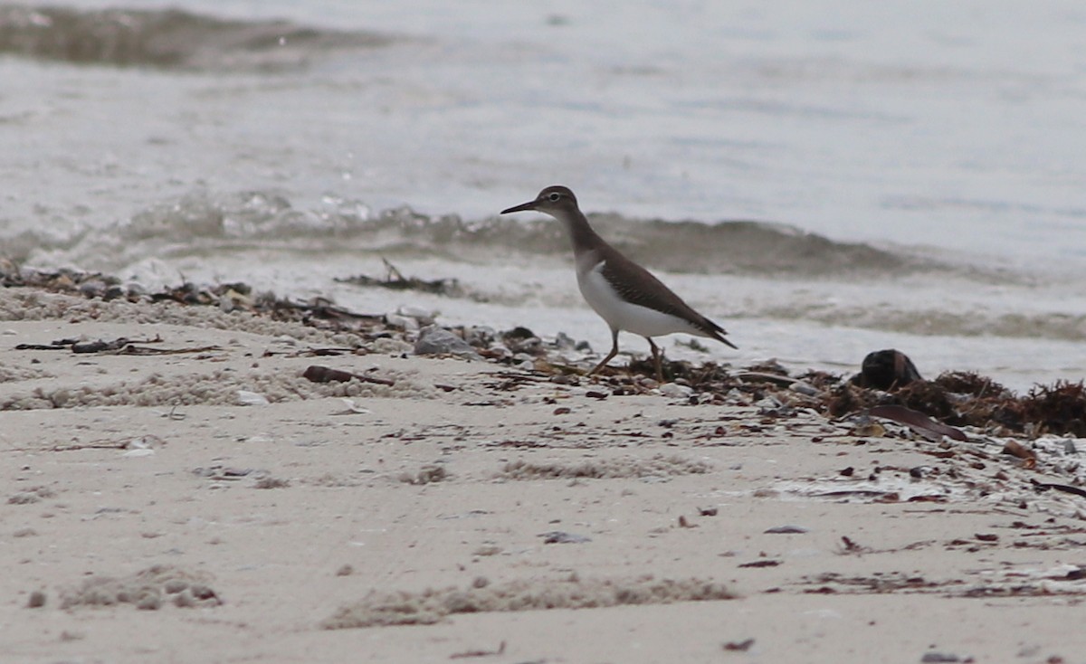 Spotted Sandpiper - ML175419961