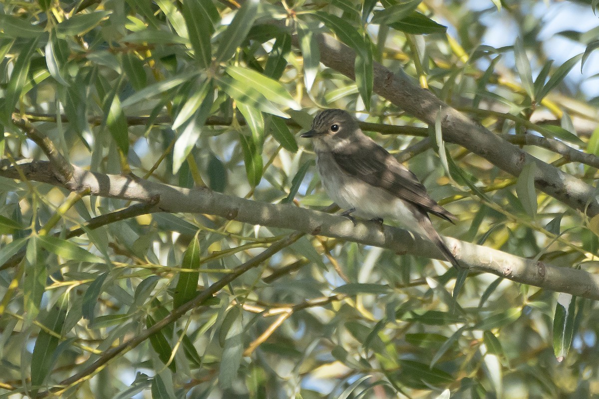 Spotted Flycatcher - Miguel Rouco