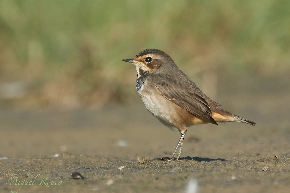 Bluethroat - Miguel Rouco