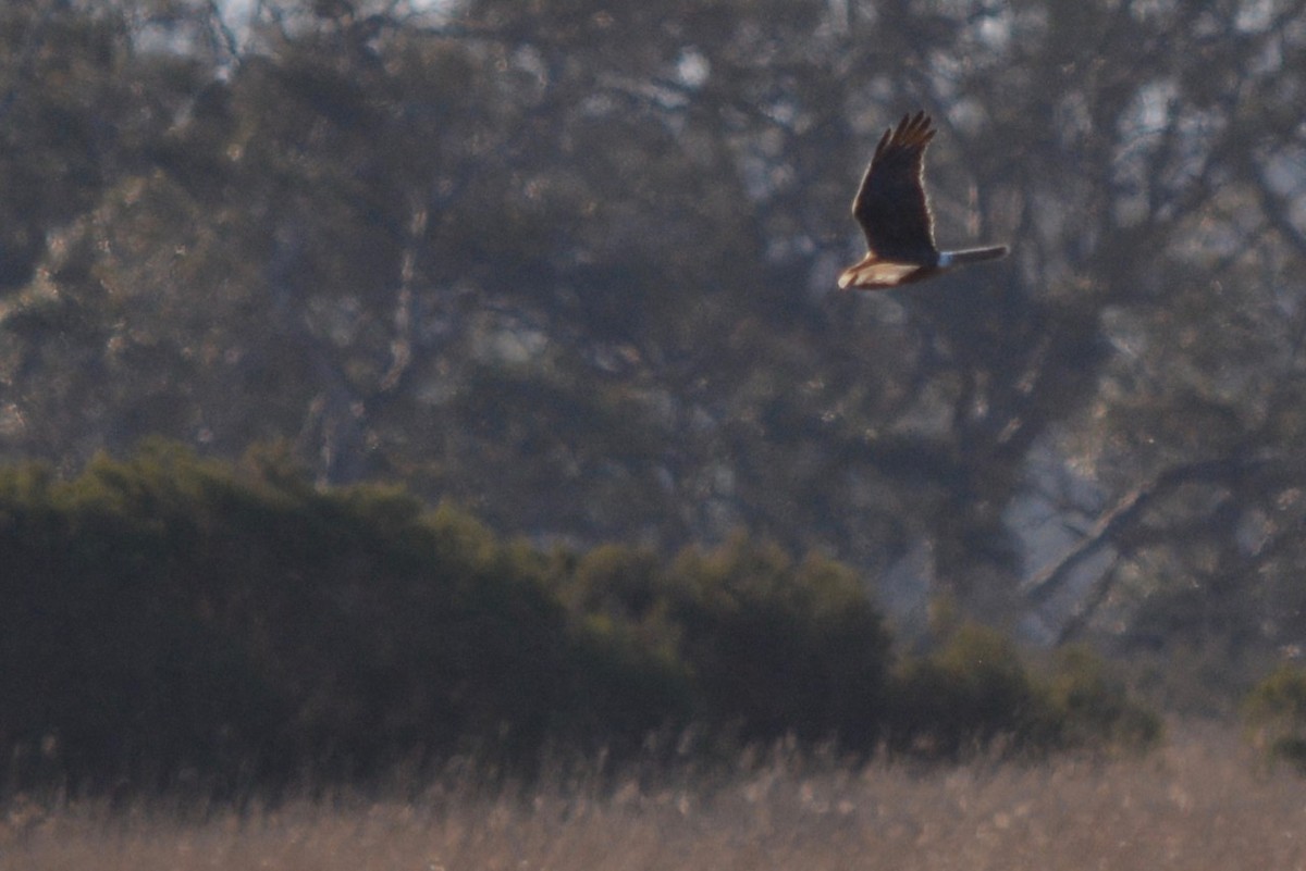 Swamp Harrier - ML175425001