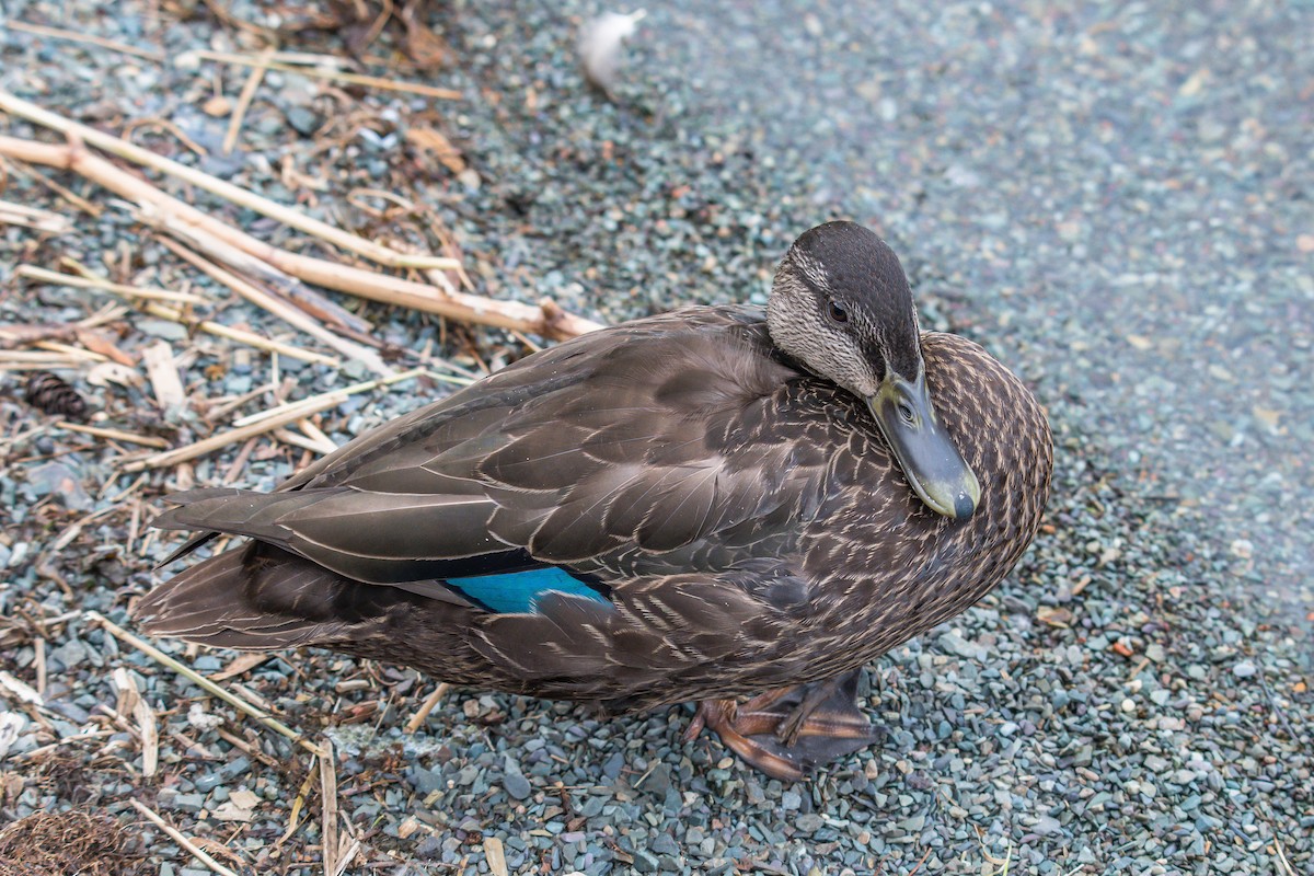 American Black Duck - ML175428871