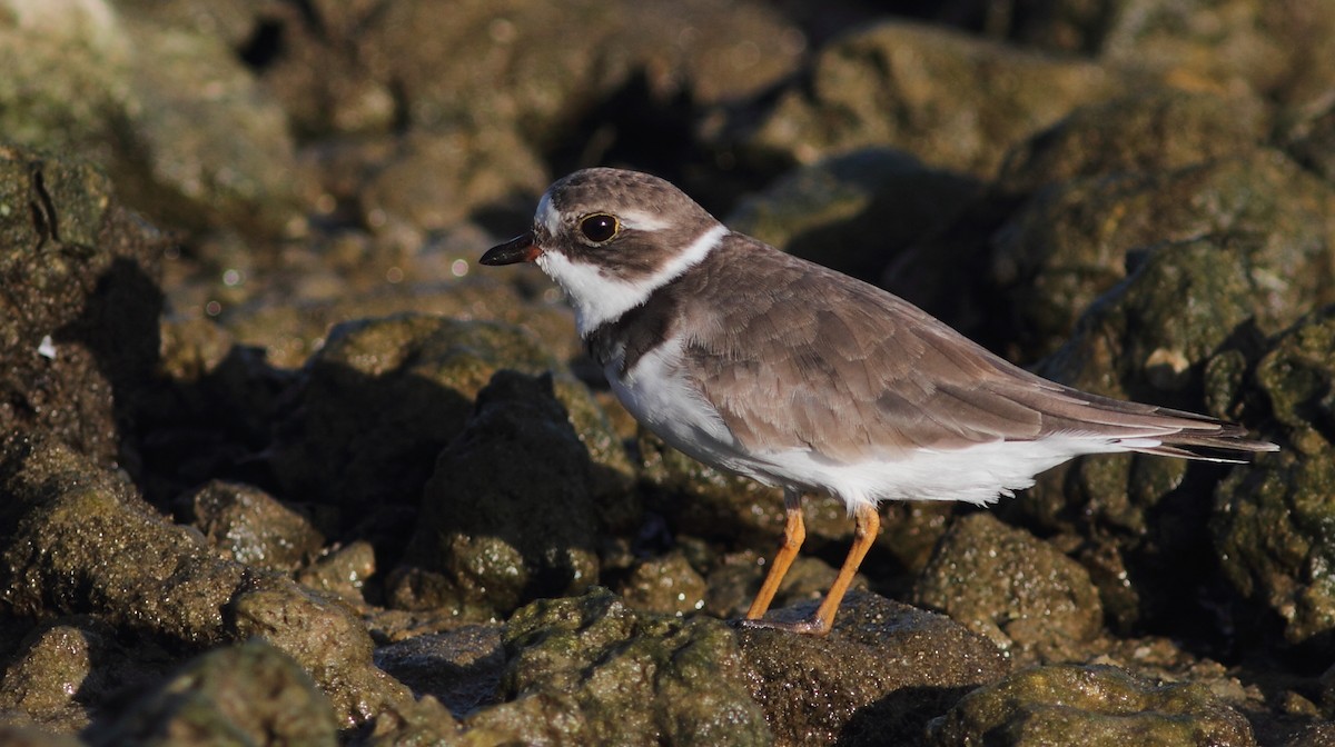 Semipalmated Plover - Vince Capp