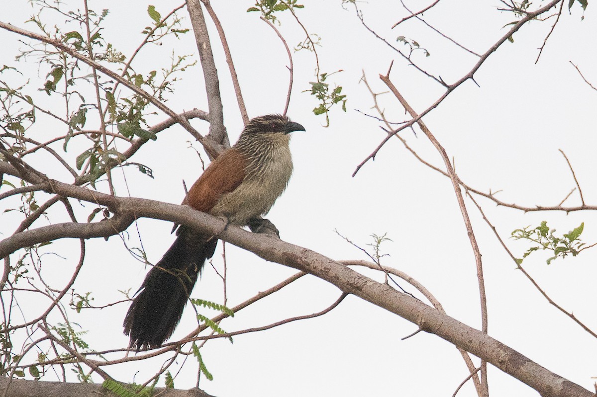 White-browed Coucal - ML175434101