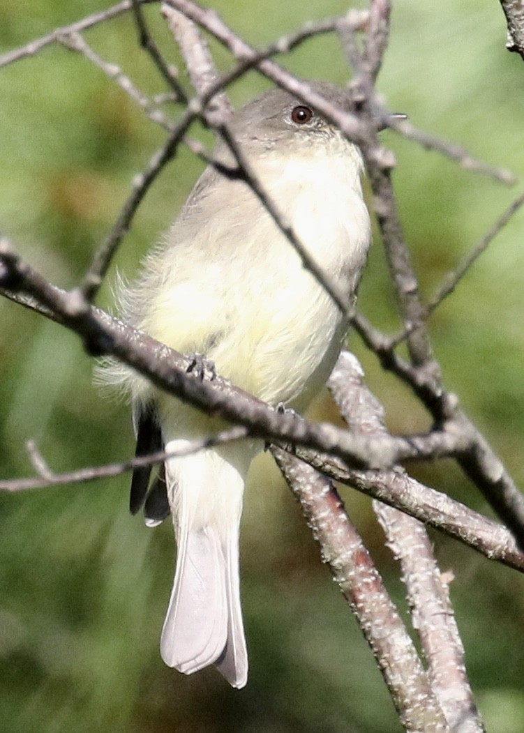 Eastern Phoebe - Bruce Cole