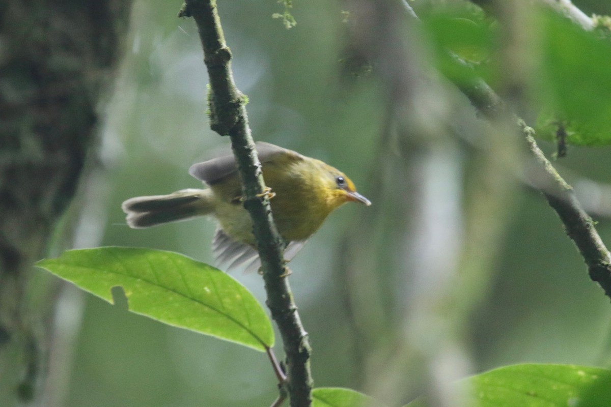 Golden Babbler - Gil Ewing