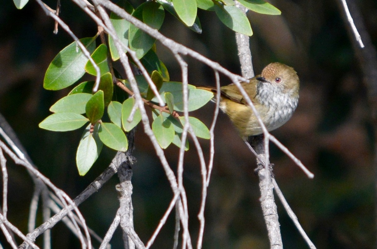 Brown Thornbill - Ian Walker