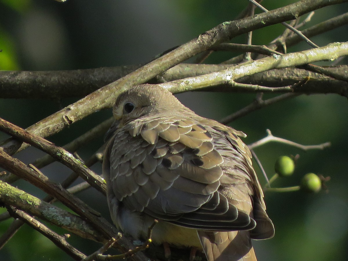 Mourning Dove - ML175440321