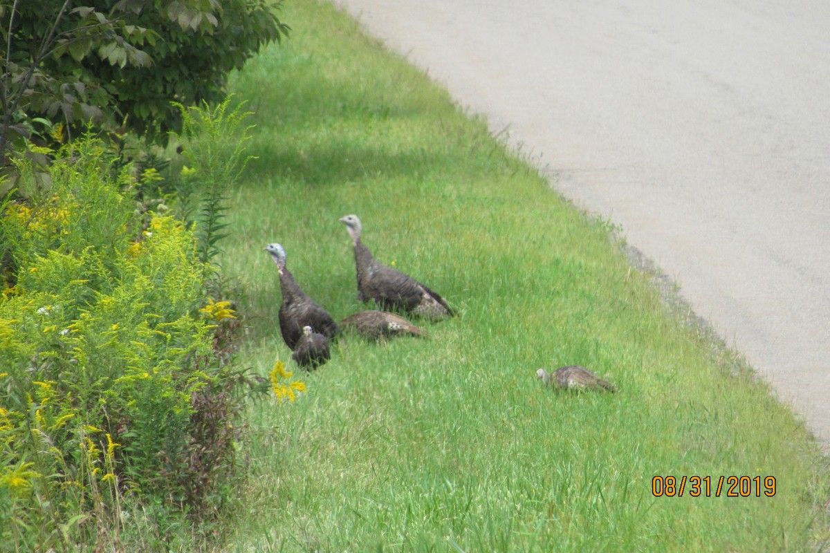 Wild Turkey - ML175441911