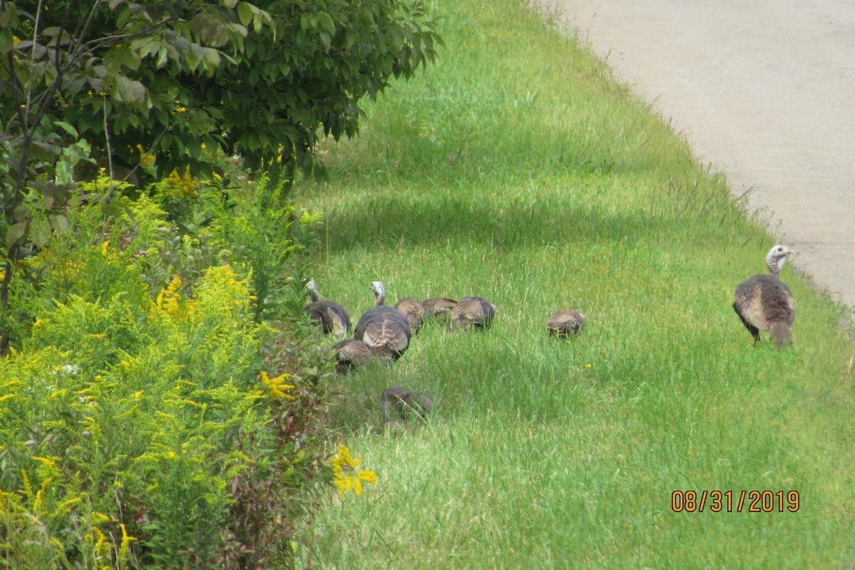 Wild Turkey - Mickey Ryan