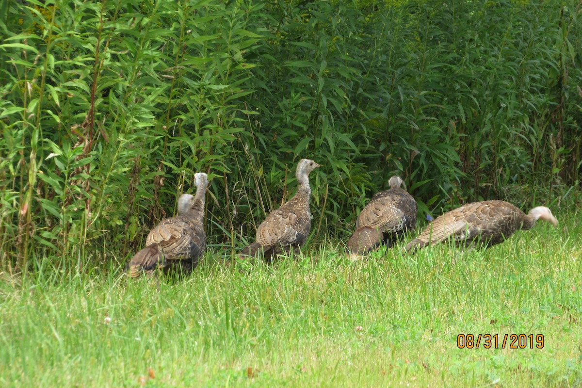 Guajolote Gallipavo - ML175441931