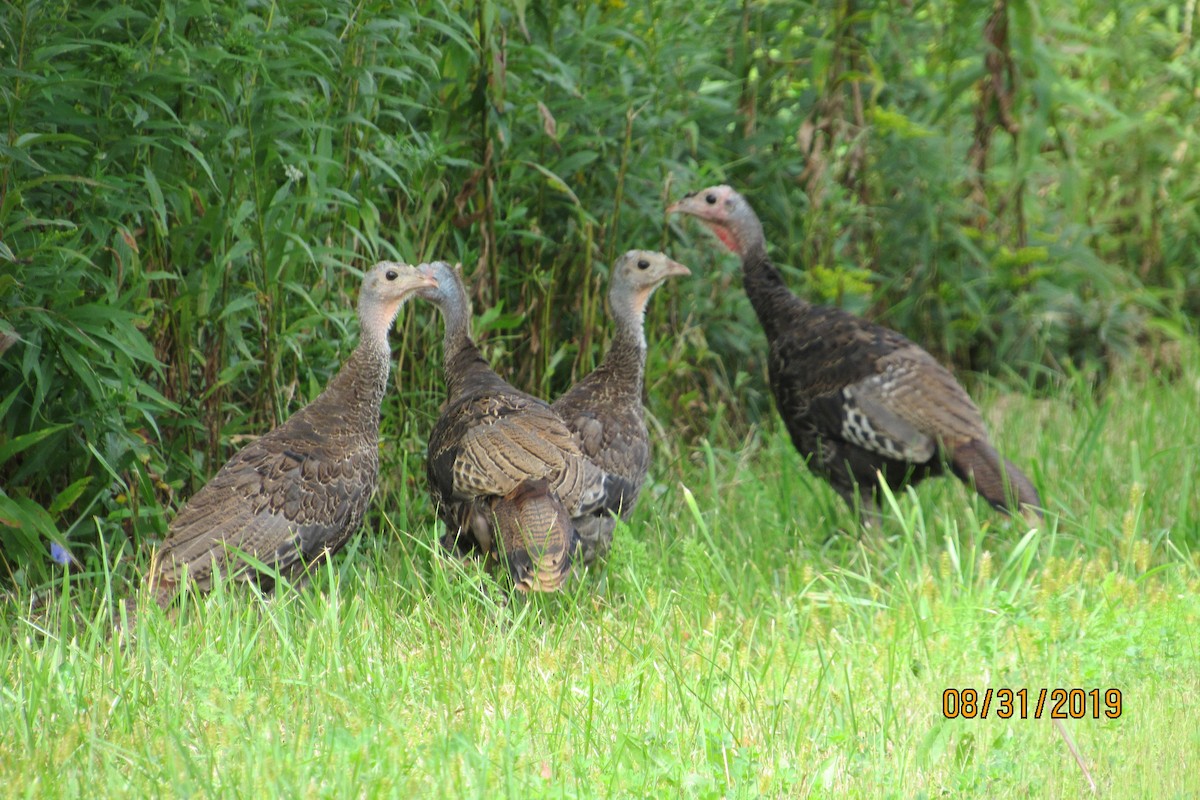 Wild Turkey - Mickey Ryan