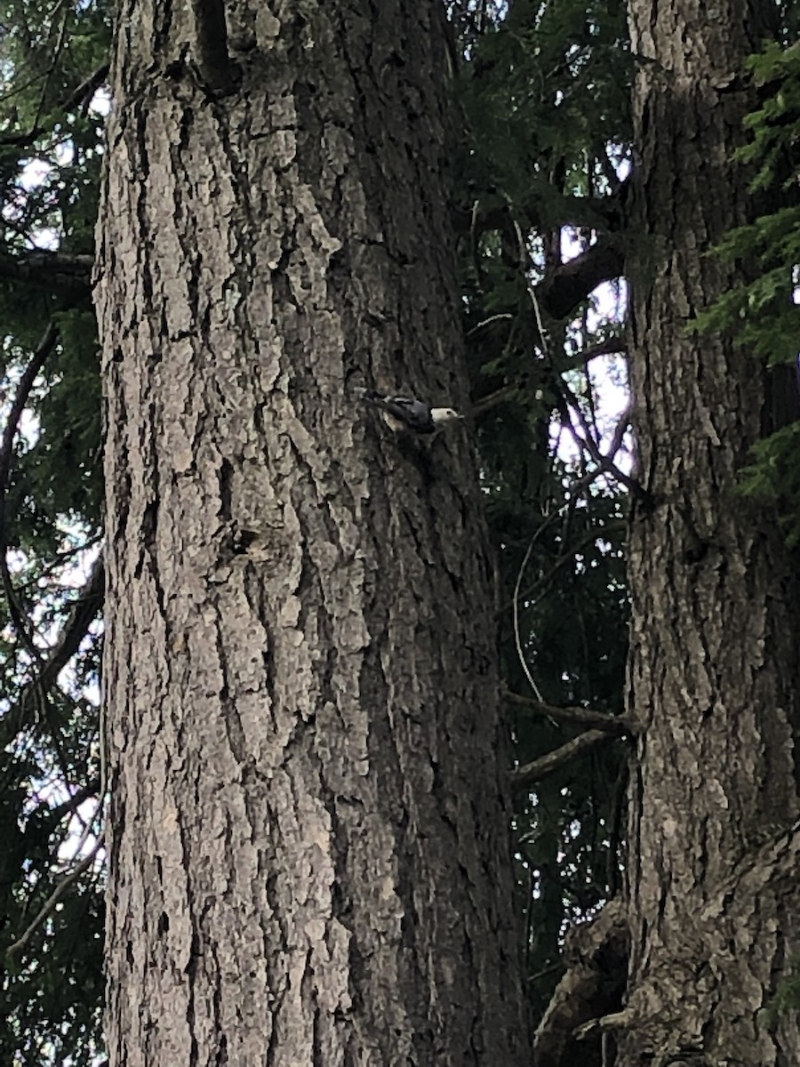 White-breasted Nuthatch - Katelyn Davis