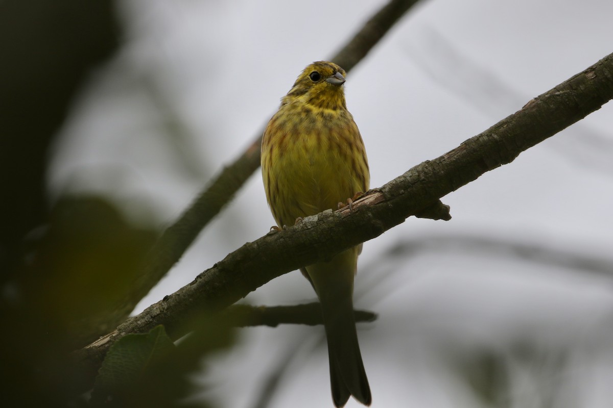 Yellowhammer - John van Dort