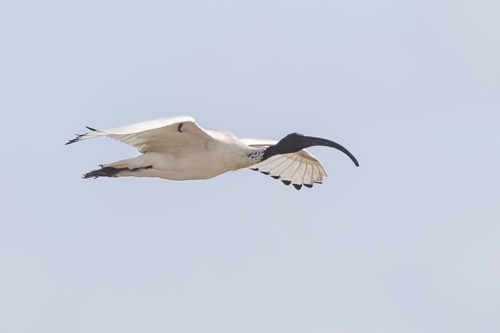 ibis australský - ML175444781