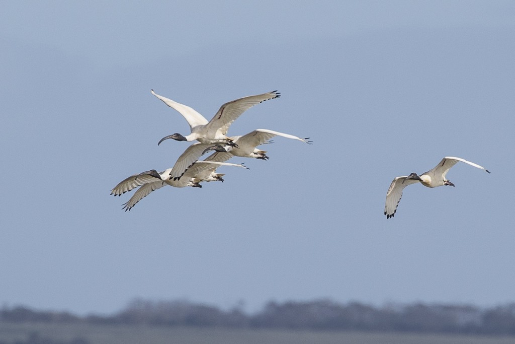 Australian Ibis - Michael Henry