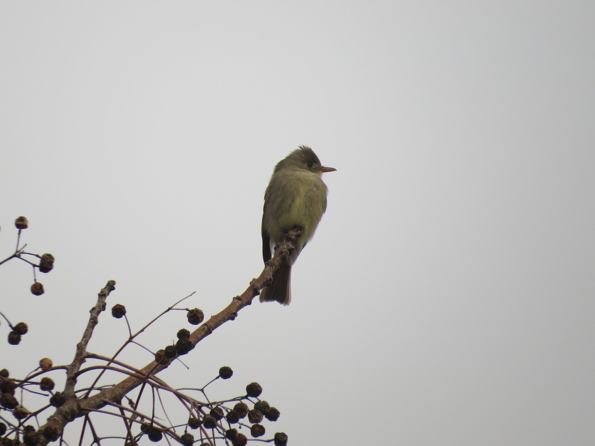 Greater Pewee - ML175445901
