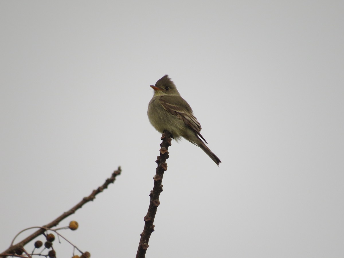 Greater Pewee - ML175445911