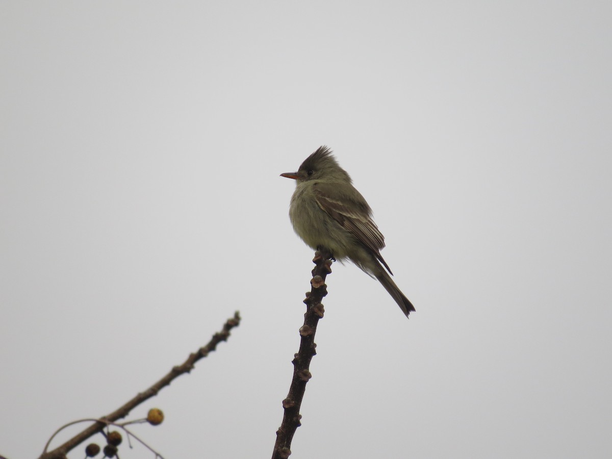 Greater Pewee - ML175445921