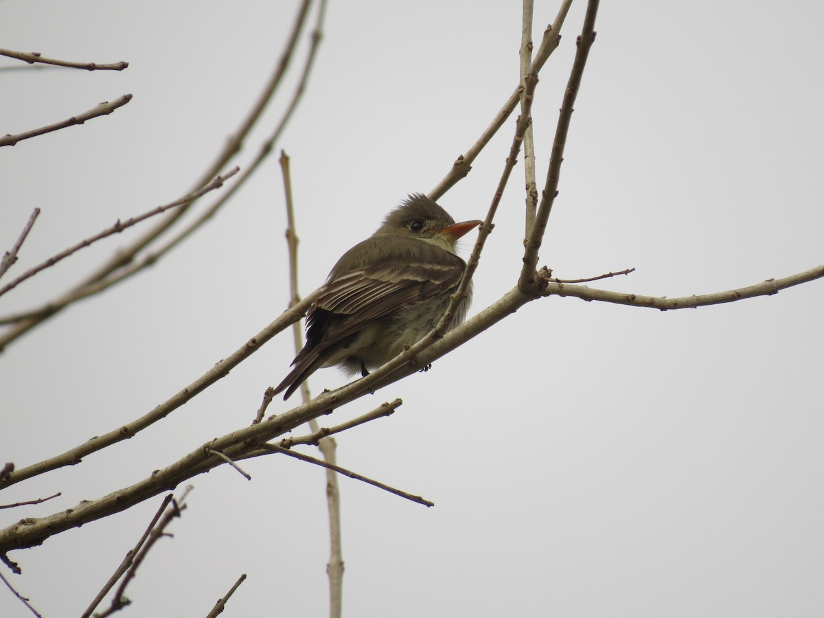 Greater Pewee - ML175445941
